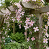 6x Clematis 'Mayleen' - Hellrosa Kletterpflanze Ø9cm ↕35cm Bild 4