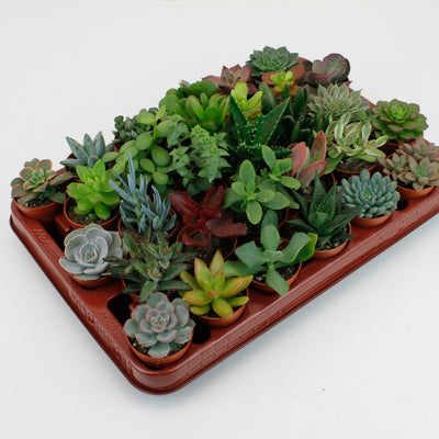 Sukkulenten Mix: 30 Stück, Ø5,5cm, ↕7cm