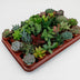 Sukkulenten Mix: 30 Stück, Ø5,5cm, ↕7cm Bild 2