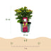 Hortensie 'Ruby Tuesday & Saphire' im 23cm Topf, ca. 55cm hoch, rote Blüte Bild 3