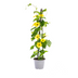 4x Thunbergia alata Sunny Susy Gelb Ø13cm, Kletterpflanze, 60cm Bild 1
