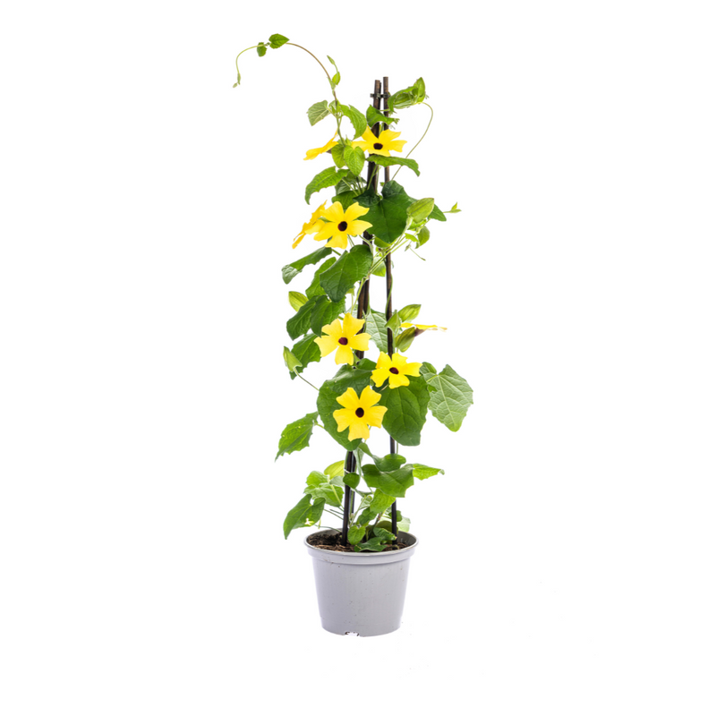 4x Thunbergia alata Sunny Susy Gelb Ø13cm, Kletterpflanze, 60cm