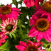 Echinacea purpurea Purple Ø19cm - ↕60 - 70cm Bild 4