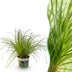 Green boutiQ - Zimmerpflanze - Cyperus alternifolius Zumula - Katzenpflanze - Haustierfreundliche Pflanze - Grün - 1 Pflanze - Topf 12cm - Höhe 20cm Bild 1
