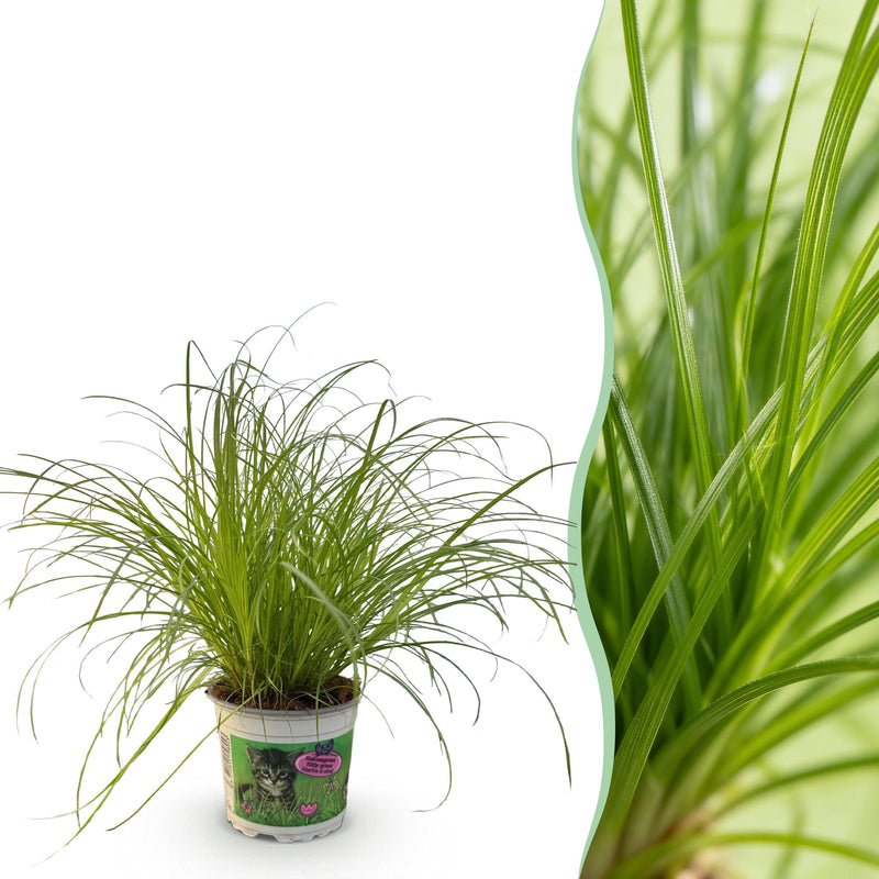 Green boutiQ - Zimmerpflanze - Cyperus alternifolius Zumula - Katzenpflanze - Haustierfreundliche Pflanze - Grün - 1 Pflanze - Topf 12cm - Höhe 20cm