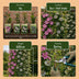 12x Kletterpflanze Passionsblume Victoria, Ø9cm, H35cm Bild 7