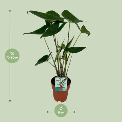 Alocasia Zebrina im 19cm Topf, 75cm hoch - Exotische Zimmerpflanze