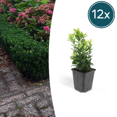 12x Japanischer Spindelstrauch 'Green Spire' - 10-25cm - Ø9cm