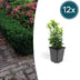 12x Japanischer Spindelstrauch 'Green Spire' - 10-25cm - Ø9cm Bild 1