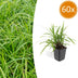 Carex morrowii 'Irish Green' Bodendecker, 10-25cm, Ø9cm Bild 1