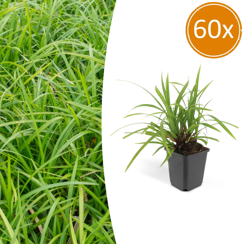 Carex morrowii 'Irish Green' Bodendecker, 10-25cm, Ø9cm