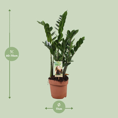ZZ-Pflanze Zamioculcas Zamiifolia, Ø17cm, H70cm