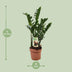 ZZ-Pflanze Zamioculcas Zamiifolia, Ø17cm, H70cm Bild 2