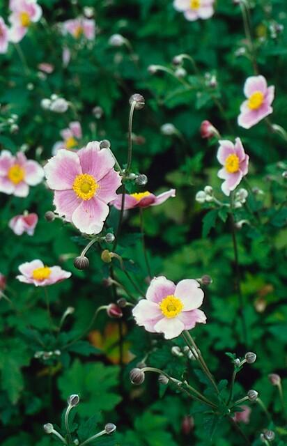 12x Anemone tom. 'Robustissima' - 10-25cm hoch - 9cm Topf