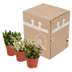 Crassula-Mischung 8,5 cm: 3 Sukkulenten ohne Topf Bild 5