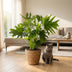 Philodendron Lickety Split, 70cm, mit Korb, pflegeleicht Bild 5