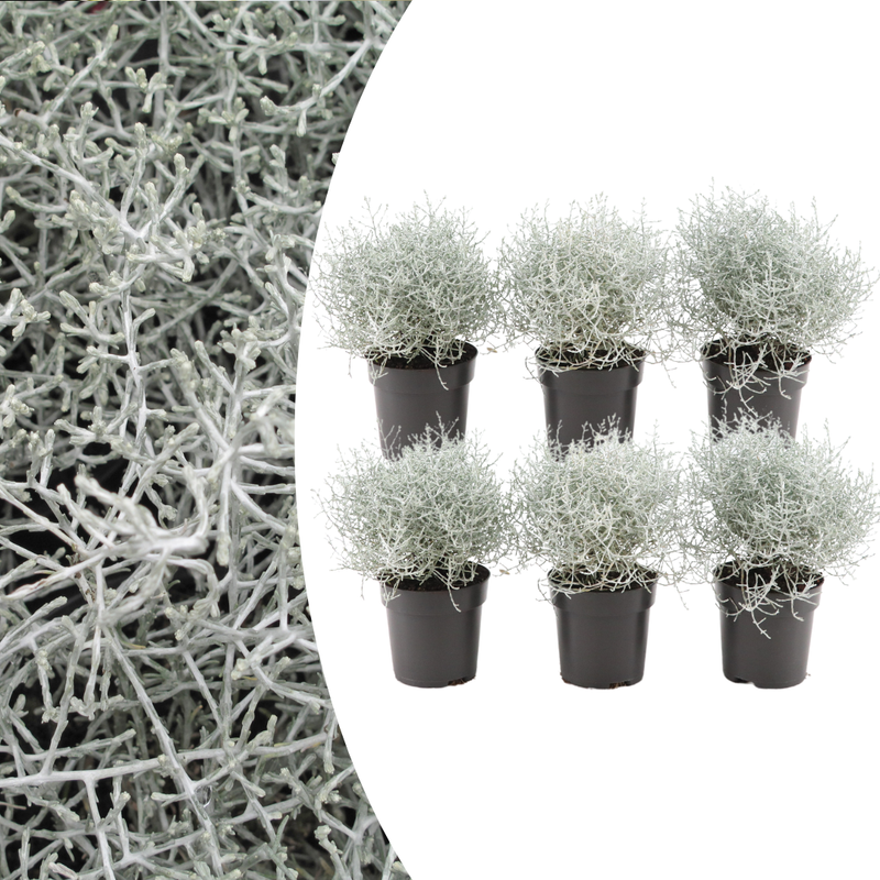 6x Calocephalus (Silberstrauch) – 10 cm Ø – 15 cm ↕
