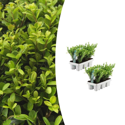 2x 6er Pack Ilex crenata 'Jenny' - Ø7cm - ↕15cm