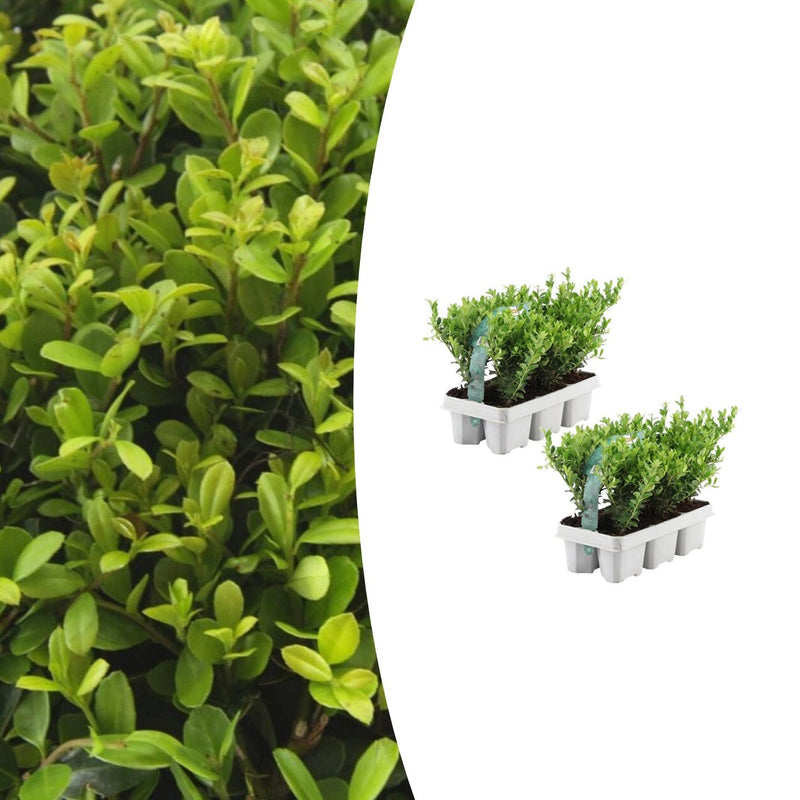 2x 6er Pack Ilex crenata 'Jenny' - Ø7cm - ↕15cm