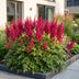 Green boutiQ - Perennial - Astilbe (A) Fanal - Plume Spirea - Shade - Red - 6 Plants - Pot 11cm - Height 15-25cm Bild 12