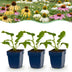 Echinacea Tricolour: Bienenfreundliche Staude (6 Pflanzen) Bild 1