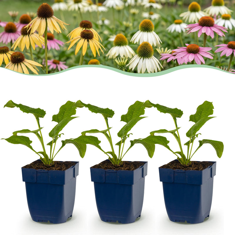 Echinacea Tricolour: Bienenfreundliche Staude (6 Pflanzen)