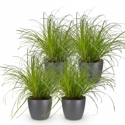 Green boutiQ Cyperus alternifolius Zumula Topf 12cm 4 Pflanzen