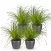 Green boutiQ Cyperus alternifolius Zumula Topf 12cm 4 Pflanzen Bild 2