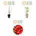 GreenboutiQ - Obstpflanzen - Rote Johannisbeere - Ribes rubrum Jonkheer van Tets - Winterhart - 6 Pflanzen - Topf 9 cm - Rote Johannisbeere Bild 12