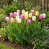 48x Tulipa Sorbet mix: Frühlingszauber für Ihren Garten Bild 2