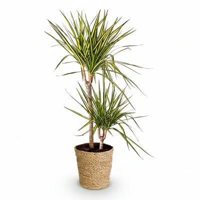 Green boutiQ - Zimmerpflanzen - Dracaena Sunray - Drachenbaum - Wenig Pflege - mit Korb - Grün - Gelb - 1 Pflanze - Topf 21cm - Höhe 90-100cm
