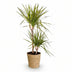Dracaena Sunray (Drachenbaum) Topf 21cm, Höhe 90-100cm Bild 2