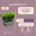 Buxus NewGen Freedom: 6 robuste, winterharte Buchsbäume im Set Bild 3