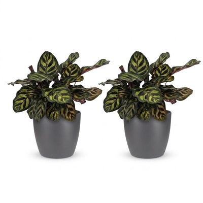 Green boutiQ - Calathea Makoyana - Pfauenpflanze - 2 Pflanzen - mit Potter Grijs - Topf 12cm - Höhe 25cm