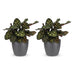 Green boutiQ - Calathea Makoyana - Pfauenpflanze - 2 Pflanzen - mit Potter Grijs - Topf 12cm - Höhe 25cm Bild 2
