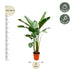 Strelitzia Augusta XXL - 250cm - Weiss - Weisser Paradiesvogel Bild 2