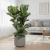 Ficus Lyrata Geigenfeige Topf Ø27cm, Höhe ca. 100cm Bild 3