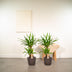 2x Yucca Elephantipes (Palmlilie) - Ø17cm - ca. 90cm Bild 7