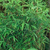 6x Fargesia Rufa Bambus im 13cm Topf, 25cm hoch Bild 5