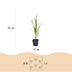 Green boutiQ - Gräser - Molinia arund. Karl Foerster - Rohrglanzgras - Mit Blüte - Grün - 6 Pflanzen - Topf 11cm - Höhe 15-25cm Bild 3