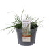 Pennisetum alopecuroides 'Hameln' - Ziergras im 19cm Topf, 40cm hoch Bild 3