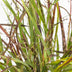 Ziergras 'Cheyenne Sky' (Panicum virgatum) - Ø23cm, ↕60cm Bild 3