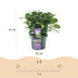 2x Hydrangea Magical Jewel Blue, 55cm height, 23cm pot Bild 4