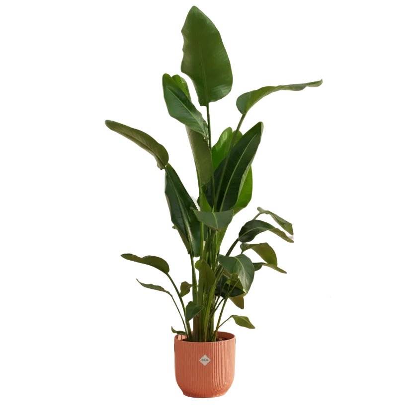 Combi deal - Strelitzia Nicolai inclusief elho Vibes Fold Round roze Ø30 - 160 cm