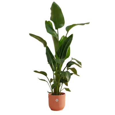 Strelitzia Nicolai mit elho Topf, 160 cm, rosa Ø30