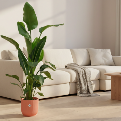 Strelitzia Nicolai mit elho Topf, 160 cm, rosa Ø30