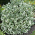 24x Euonymus 'Emerald Gaiety' - 10-25cm pot Ø9cm Bild 6