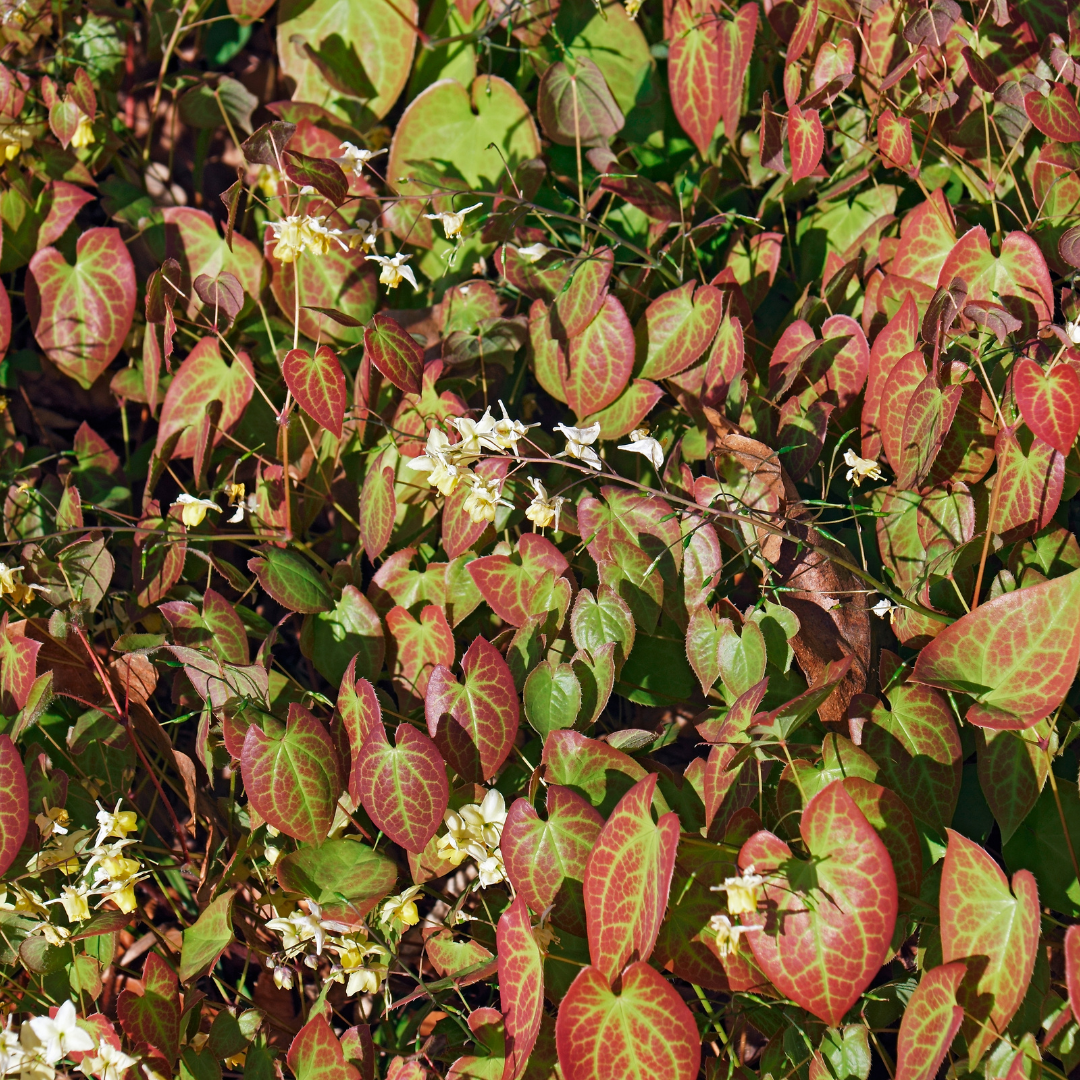 12x Epimedium y. 'Niveum' - Helle Elfenblume für schattige Gärten