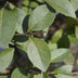 GreenboutiQ Ligustrum ovalifolium Heckenpflanzen - 8er Set, 1m, immergrün Bild 6