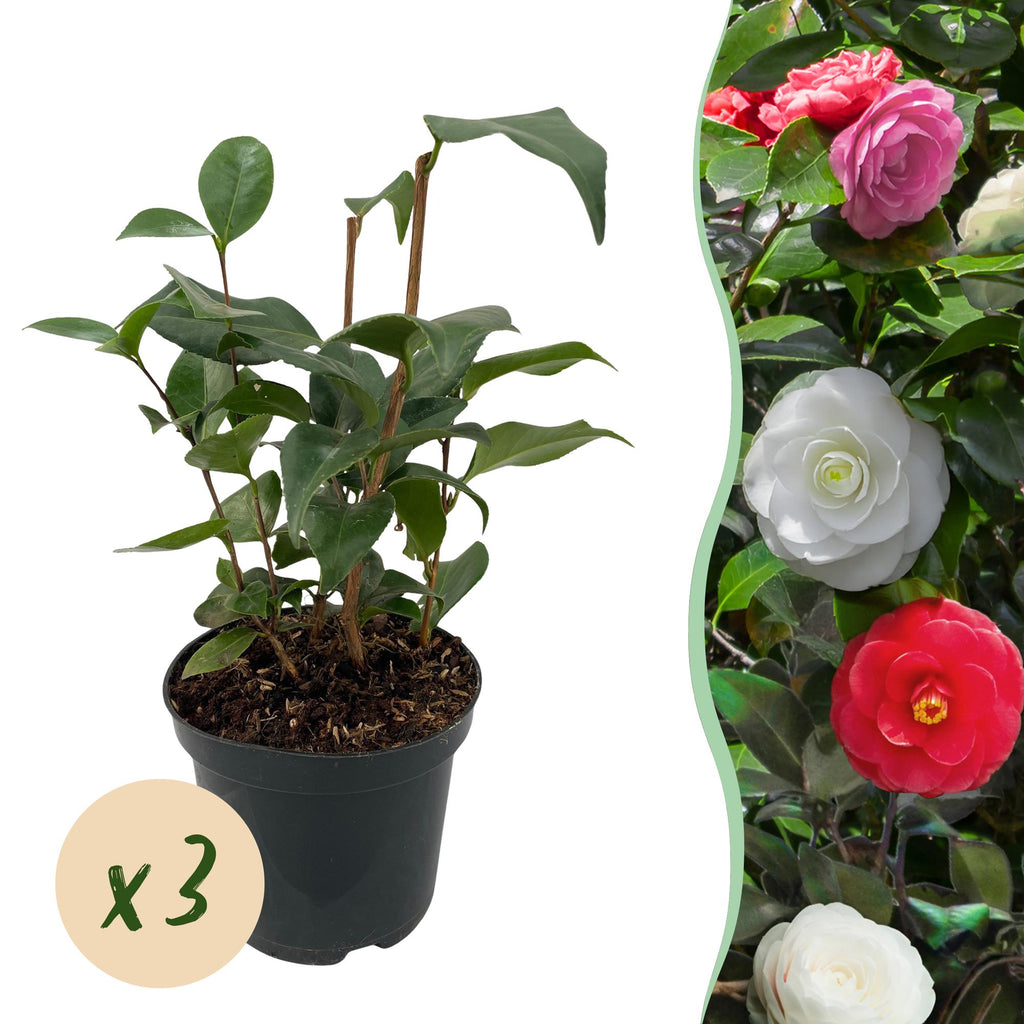GreenboutiQ - Sträucher - Camelia japonica Tricolour - Blüte Rosa, Weiß und Rot - 3 Pflanzen - 1 m2 - Immergrün - Topf 15cm Höhe 30cm